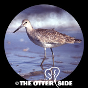 Willet