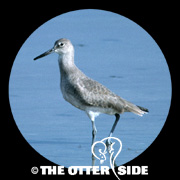Willet