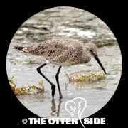 Willet