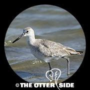 Willet