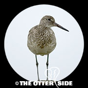 Willet - Eastern