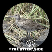 Willet - Eastern
