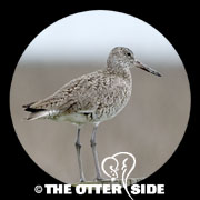Willet - Eastern