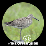 Willet - Eastern