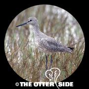 Willet - Western