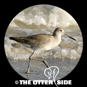 Willet - Western