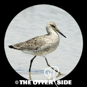 Willet