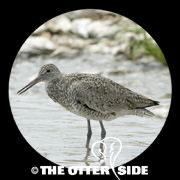 Willet - Eastern