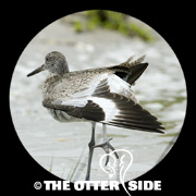 Willet - Eastern