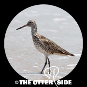 Willet - Eastern