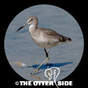 Willet