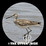 Willet - Western