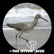 Willet - Western