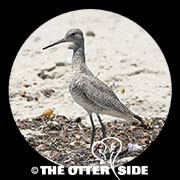 Willet - Western