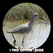 Willet - Western