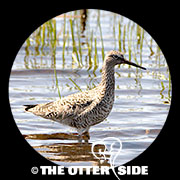 Willet - Western