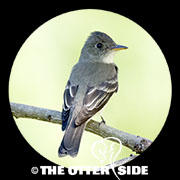 Eastern Wood-Pewee