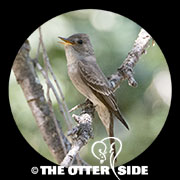 Western Wood-Pewee