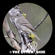 Western Wood-Pewee