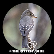 Western Wood-Pewee