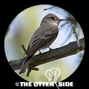 Western Wood-Pewee
