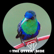 Violet-crowned Woodnymph