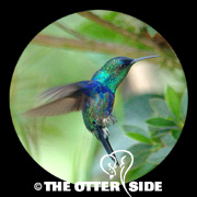 Violet-crowned Woodnymph
