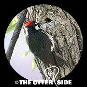 Acorn Woodpecker