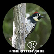 Acorn Woodpecker