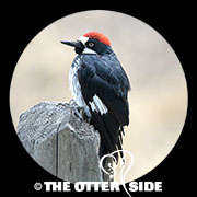 Acorn Woodpecker