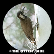 Arizona Woodpecker