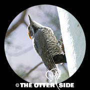 Arizona Woodpecker