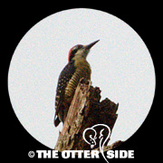 Black-cheeked Woodpecker