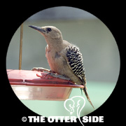 Gila Woodpecker