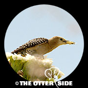 Gila Woodpecker