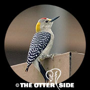Golden-fronted Woodpecker