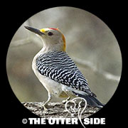Golden-fronted Woodpecker