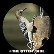 Golden-fronted Woodpecker