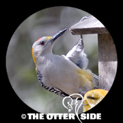 Golden-fronted Woodpecker