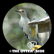 Golden-fronted Woodpecker