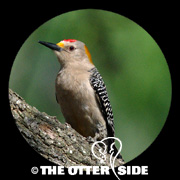 Golden-fronted Woodpecker