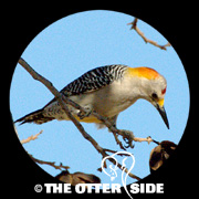 Golden-fronted Woodpecker