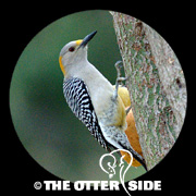 Golden-fronted Woodpecker