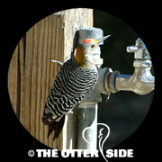 Golden-fronted Woodpecker