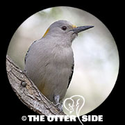 Golden-fronted Woodpecker