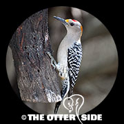 Golden-fronted Woodpecker