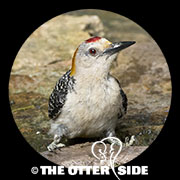 Golden-fronted Woodpecker
