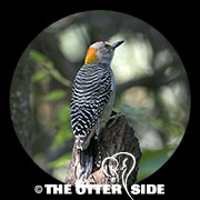 Golden-fronted Woodpecker