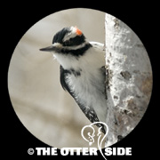 Hairy Woodpecker - Western