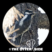 Hairy Woodpecker - Western